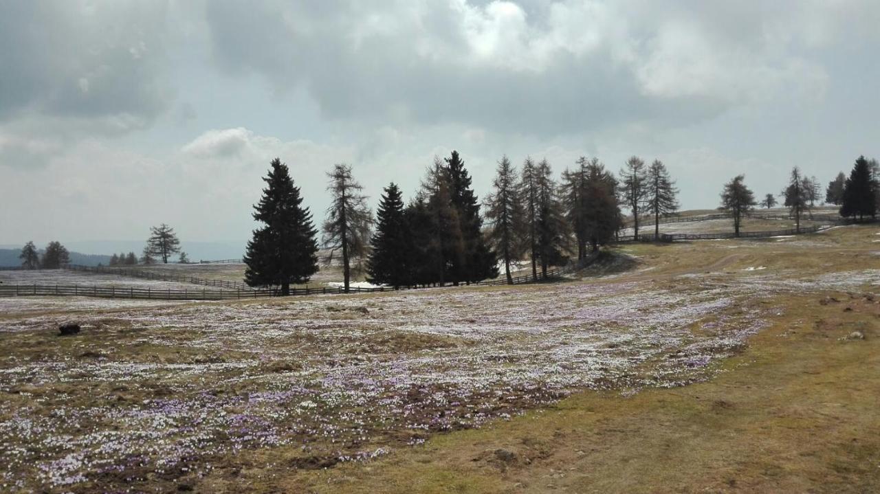 麦尔迪娜Alpenrose公寓 外观 照片